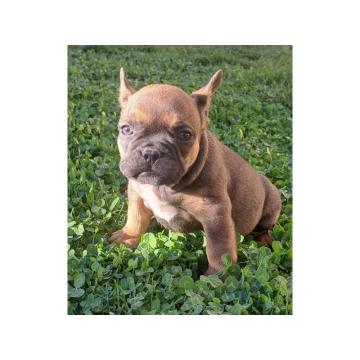 Francuski Buldog PRELEPI štenci