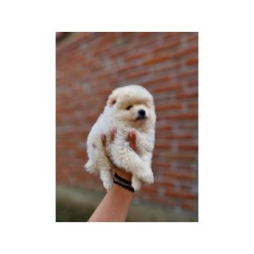 Medvedici POMERANCA boo 