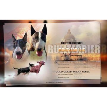 Standard Bull Terrier  stenci na prodaju 