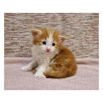 Norveška šumska mačka 