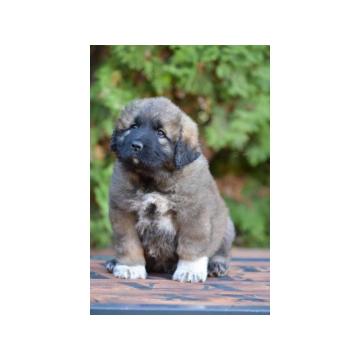 KAVKASKI OVČAR štenci 