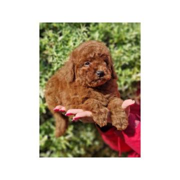 U ponudi Toy crvene pudle 