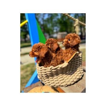 Štenci crvene pudle od oba crvena roditelja 