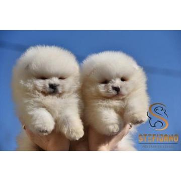 Pomeranac Boo, čistokrvni štenci  