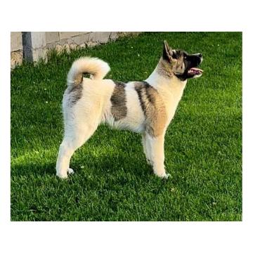 Američka Akita