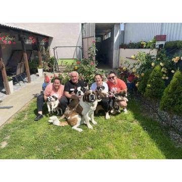 Stenci kratkodlakih bernardinaca 