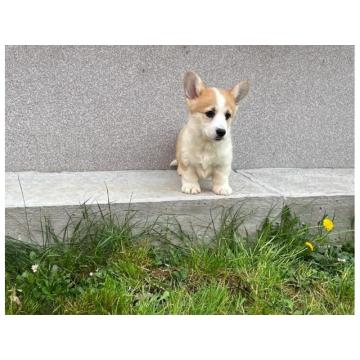 Velski korgi/Welsh Corgi Pembroke