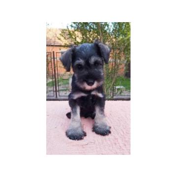 Patuljasti šnaucer štenci