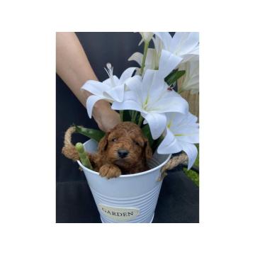 Patuljaste pudle u ponudi crvene i aprikot 