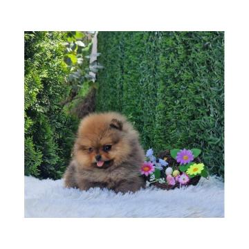 Pomeranac (BOO), čistokrvni, patuljasti