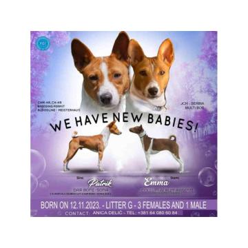 Basenji štenci, oštenjeni 12.11.2023. Dostupne dve ženke 