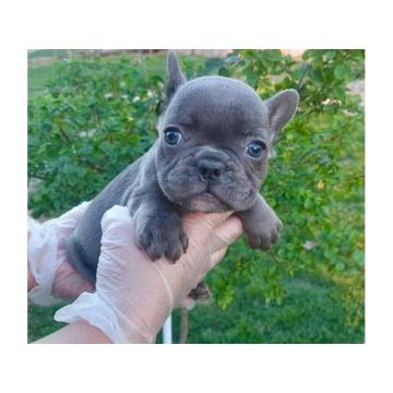 Francuski buldog sivi 