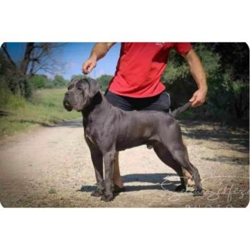 Cane Corso štenci