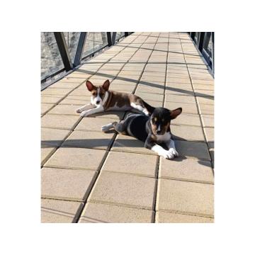 Basenji štenci