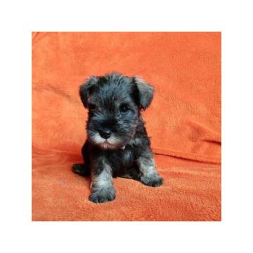 Patuljasti šnaucer- stenci