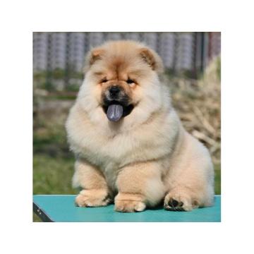 Chow Chow Cau Cau Čau Čau