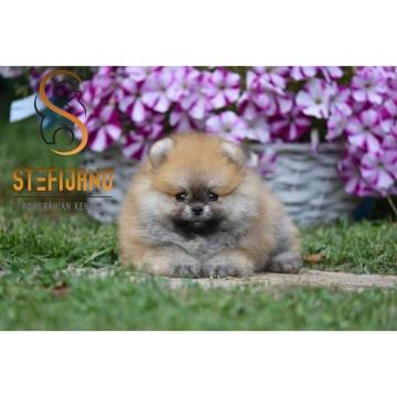 Fantastični, čistokrvni štenci pomeranca 