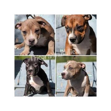American Bully Klassic/Standard 
