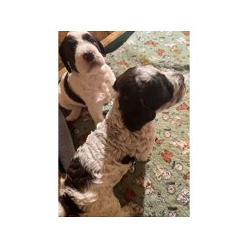 Lagotto Romagnolo štenci