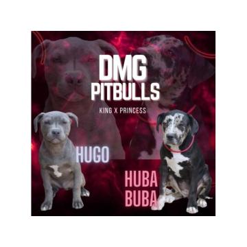 Pit bul terijer štenci