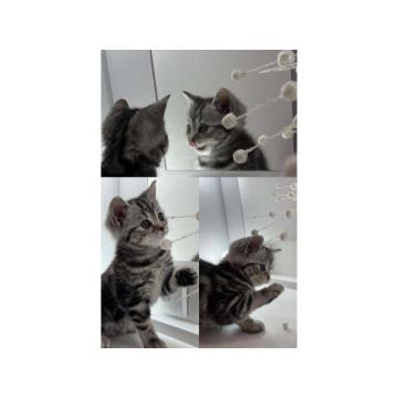 Britanski kratkodlako WISKAS   mače 