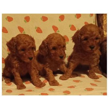 PUDLE, crvene toy i patuljaste 