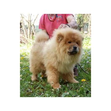 ČAU ČAU, štenad, mužijak oranž boje i  ženka krem boje