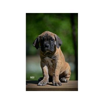 Cane Corso VRHUNSKI Štenci
