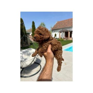 Patuljaste i toy pudle top kvaliteta