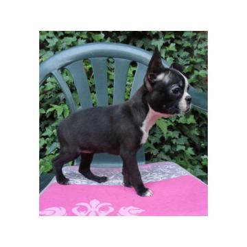 BOSTON TERIJER, žensko  štene 