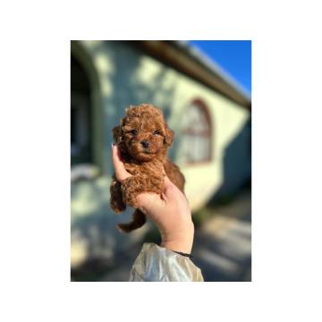 Toy i Mini Pudla