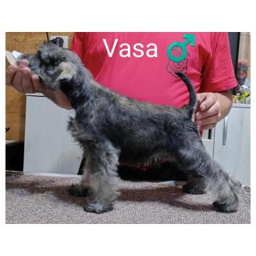 Patuljasti šnaucer štenci