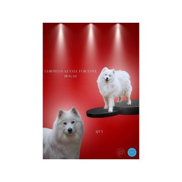 Samojed, dva muška šteneta 