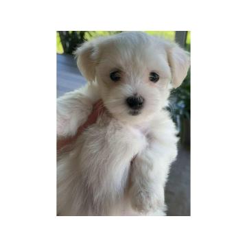 Preslatki maltezeri na prodaju  
