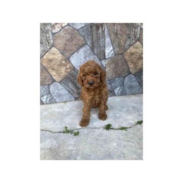 Crvene patuljaste pudle  