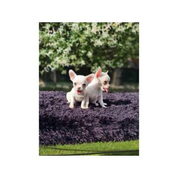 Mikro Civave spremne za preuzimanje 