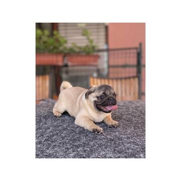 Mops prelepo žensko štene