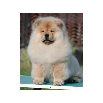 Chow Chow Cau Cau Čau Čau