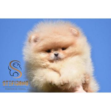 Čistokrvni štenci pomeranca medvedastog izgleda  