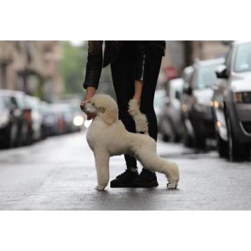 Štenci velike KRALJEVSKE POODLE 