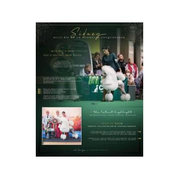 VELIKE - Standard PUDLE vrhunski štenci iz odgajivačnice Alta Signa  