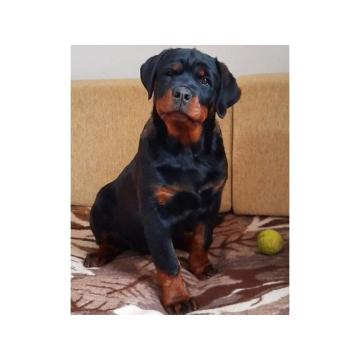 Rotvajler štenci  