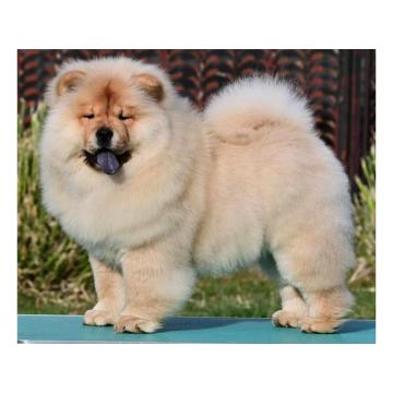 Chow Chow Cau Cau Čau Čau