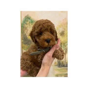 Pudla patuljasta, mužjaci 