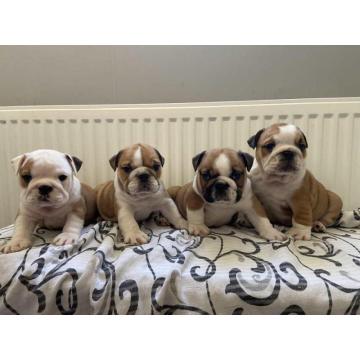 Na prodaju Engleski buldog stenci 