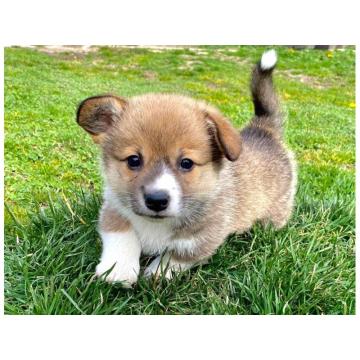 Velski korgi/Welsh Corgi Pembroke