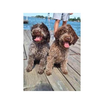 Lagotto Romagnolo štenci