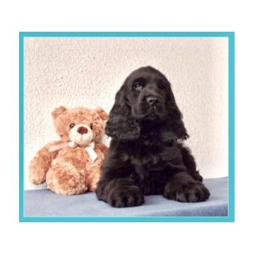 Koker Spanijel, stenci sampionskog porekla,