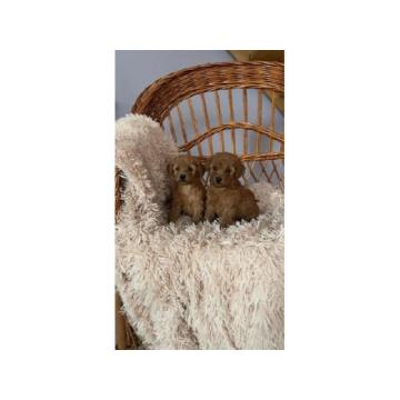 Pudle Toy tamni aprikot  