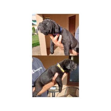 Cane Corso Kane Korso